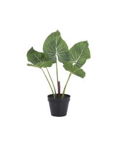 Jat Potterd Leaf Plant