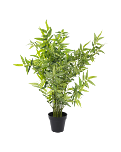 Arhat Bamboo Tree