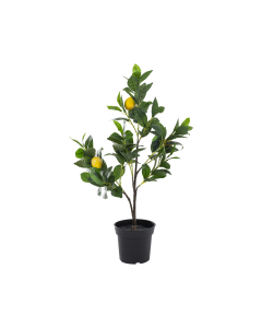 Lemon Tree