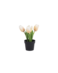 Tulip White Plant