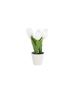 Tulip Potted Plant
