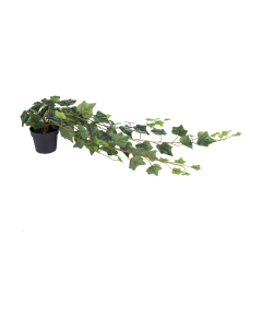 Ivy Hanging Plant
