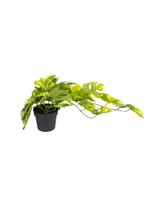 Monstera Hanging Plant