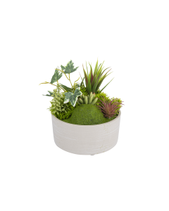 Moss Fern Plant