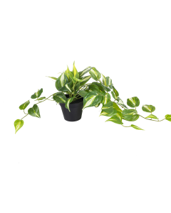 Golden Pothos Plant