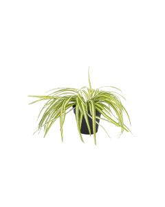 Chlorophytum Plant