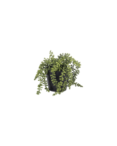 Trailing Succulent Plant