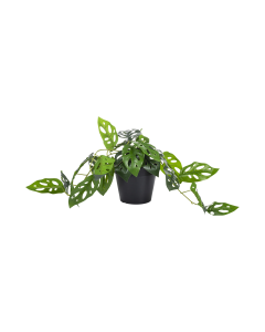 Monstera Plant