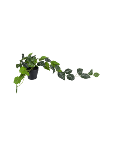 Alocasia Hanging Plant
