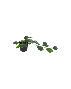 Heart Shaped Plant