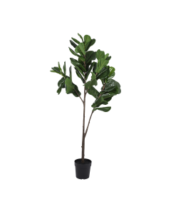 Ficus Lyrata Tree