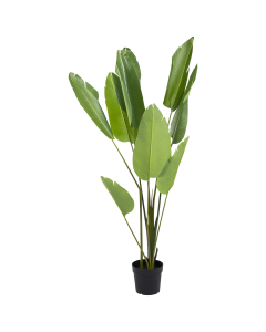 Paradisaeidae Tree