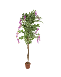 Wisteria Tree