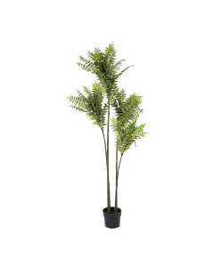 Cedrela Tree
