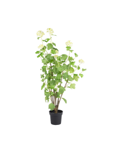 Snowball Tree