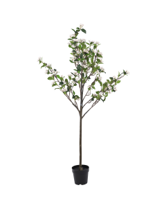 Apple Tree