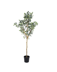 Eucalyptus Tree