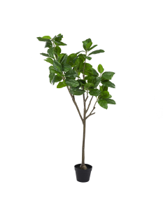 Mountain Magnolia Tree