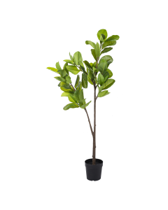 Alpine Ficus Plant