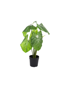 Philodendron Tree