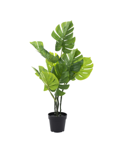Monstera Tree