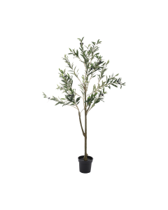Olive Tree