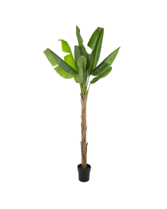 Banana Tree