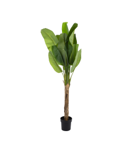 Plantain Tree