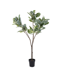White Oak Tree