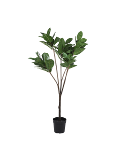 Oak Tree
