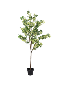 Fine Olive Tree