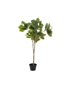 Magnolia Tree