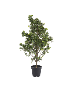 Conical Mizilan Plant