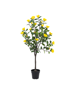 Camellia Tree