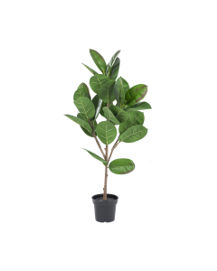 Rubber Tree
