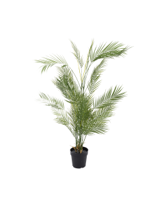 Palm Tree