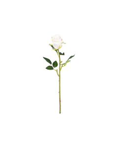 Rose Flower