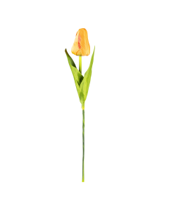 Tulip Flower