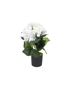 Hydrangea Flower with Pot White Plastic
