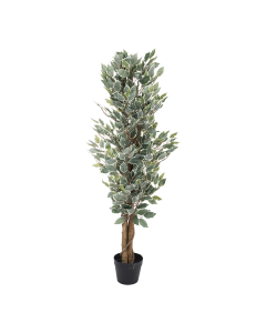 Ficus Tree