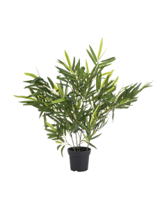 Bamboo Tree - Black