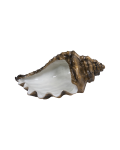 Sashimi Shell Plate Gray Resin