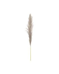 Pampas Dried Plants