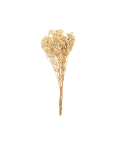 Gypsophila Dried Plants