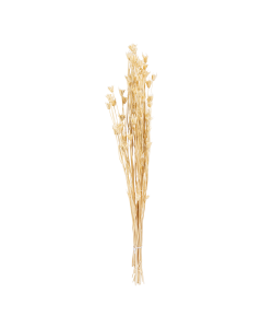 Caspia Dried Plants