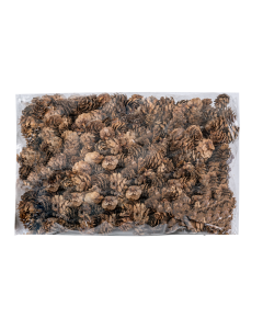 Pine Cone Dried Plants