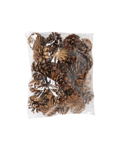 Pine cone Dried Plants