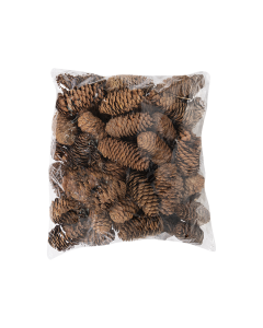 Pine cone Dried Plants