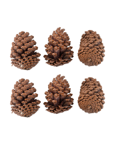 Pine cone Dried Plants