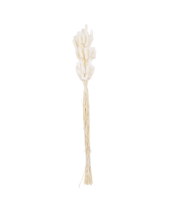 Lagurus Dried Plants